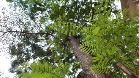 Upward-gimbal-shot-of-tree-canopy-on-sunny-day