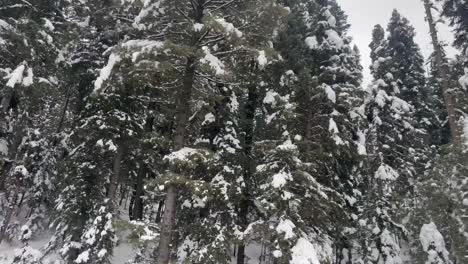Snow-covered-Pine-Trees-In-The-Forest-During-Winter