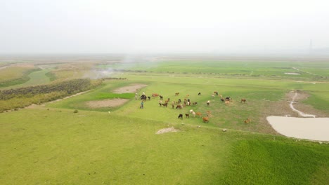 Drone-view-of-a-farmer-and-their-cattle-on-a-farmland