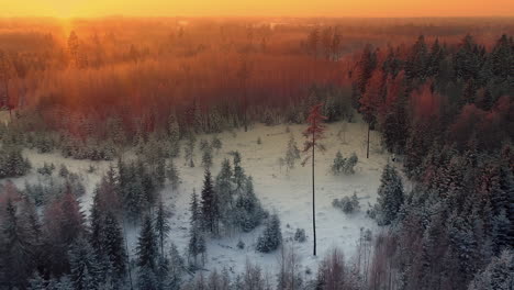 Aerial-over-a-snowy-tree-covered-landscape-at-sunset