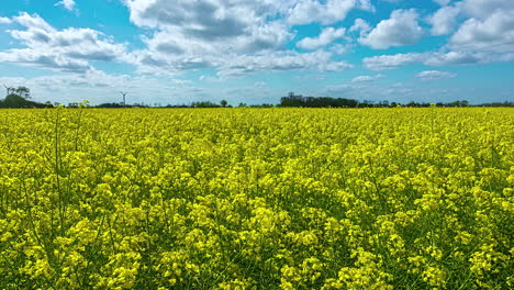 Timelapse---Rising-shot-over-rapeseed-field-on-bright-sunny-day-with-blue-sky