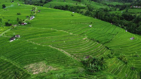 Aerial-view-of-the-Jatiluwih-terraces-ricefield-at-sunrise