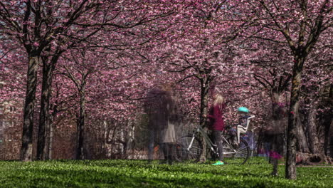 Bewegungszeitraffer-Von-Menschen-Im-Sakura-Park-Mit-Rosa-Kirschblüten,-Die-Im-Frühling-Blühen
