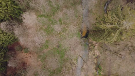 Bird's-eye-view-down-from-a-drone-of-a-meandering-river-flowing-through-a-forest-in-early-spring