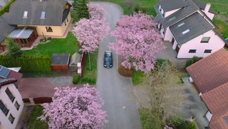 Car-driving-through-an-avenue-of-pink-blossom-trees,-sakura-and-cherry-blossoms-in-an-urban-neighborhood-of-single-family-homes-and-real-estate