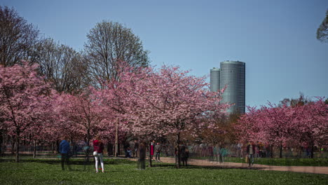 Zeitraffer-Von-Menschen,-Die-Im-Frühling-Im-Park-Mit-Kirschblütenbäumen-Spazieren-Gehen