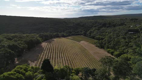 Aerial-drone-panoramic-view-of-vineyards-in-Margaret-River-region-at-sunset,-Australia