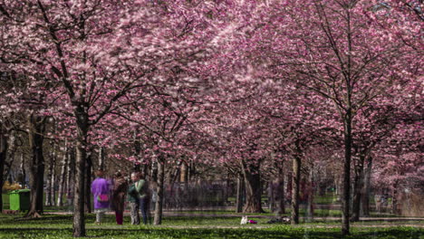 Springtime-Scene-At-The-Park-With-Full-Bloom-Sakura-Trees-And-People-Strolling-In-Daytime