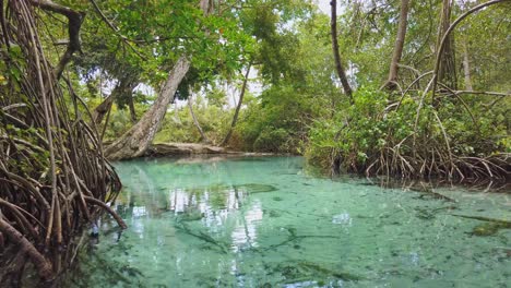 Shallow-and-clean-waters-of-Caño-Frio-river-in-mangrove-forest,-Samana-in-Dominican-Republic