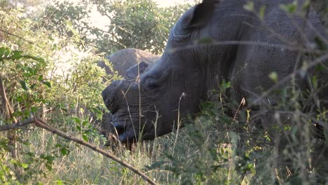 White-Rhinoceros-standing-amongst-vegetation,-Kruger-National-Park,-South-Africa