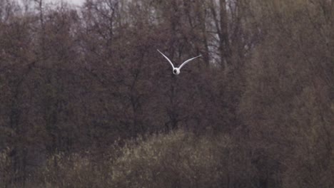 Eine-Kamerafahrt-Einer-Fliegenden-Lachmöwe-In-Den-Niederlanden