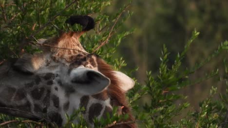 Closeup-Of-A-Cape-Giraffe-Munching-On-Plant-Leaves-At-Kruger-National-Park-In-South-Africa