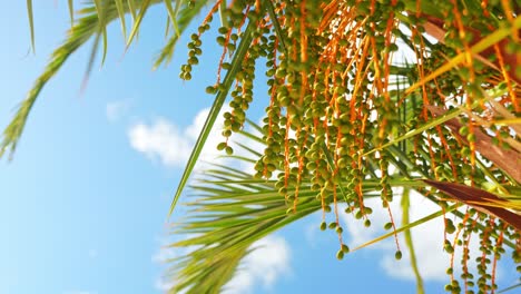 Leaves-of-jelly-pindo-palm-tree-and-against-blue-sky,-motion-view