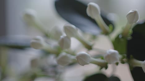 Weiße-Blütenknospen-Vor-Der-Blüte-Im-Zeitigen-Frühjahr,-Nahaufnahme