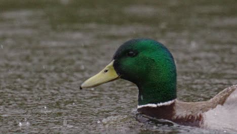 A-tracking-closeup-shot-of-a-cruising-duck-on-a-pond-under-the-rain