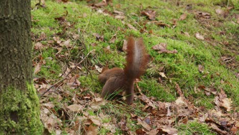Merkwürdiges-Verhalten-Des-Roten-Eichhörnchens-Im-Wald,-Das-Nüsse-Unter-Schutt-Versteckt