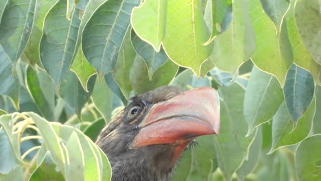 Crowned-Hornbill--pruning-its-feathers