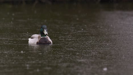 A-stationary-shot-of-a-cruising-duck-on-a-pond-under-the-rain