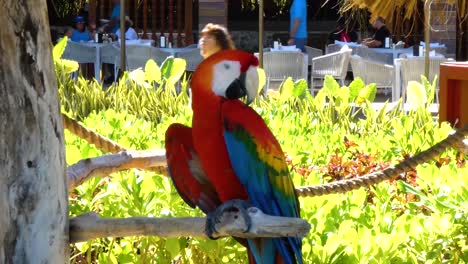 Guacamayo-Rojo-Y-Verde,-Ara-Chloropterus,-De-Pie-En-La-Bahía-Taino,-Puerto-Plata,-República-Dominicana