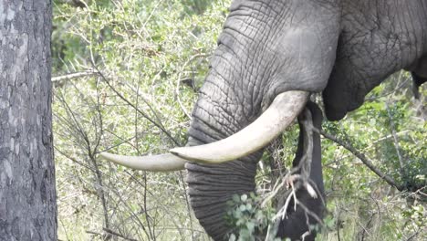 Afrikanischer-Buschelefant-Bricht-Und-Frisst-Zweig-Mit-Rüssel-Im-Krüger-Nationalpark