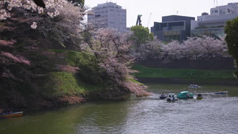 Barcos-Románticos-En-El-Foso-Del-Jardín-Imperial-De-Tokio,-Primavera-Sakura-Floreciendo-4k
