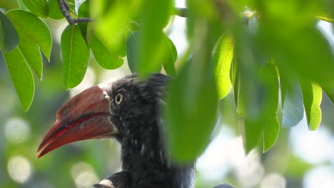Closeup-of-crowned-hornbill-with-intricate-details-of-beak-and-face