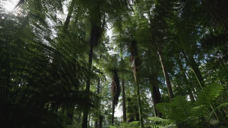 Looking-up-at-the-trees-in-the-Redwood-forest,-Rotorua