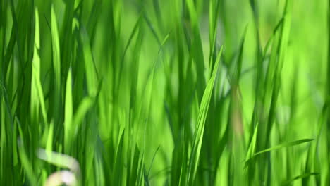 Close-up-grass-abstract-background-spring-and-wind-in-Europe
