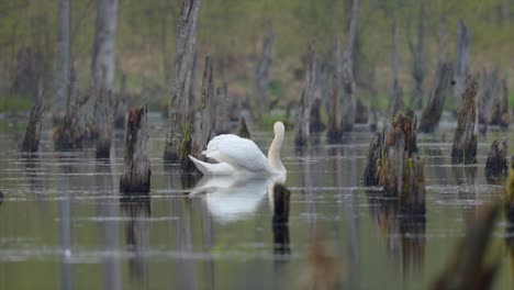 The-contrast-of-the-ruined-landscape-and-the-beautiful-swans-swimming-in-the-swamp
