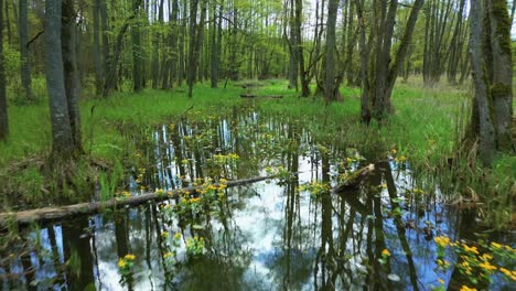 Marsh-marigolds-in-a-sunny-Polish-swamp,-camera-flies-forward-over-swamp-landscape