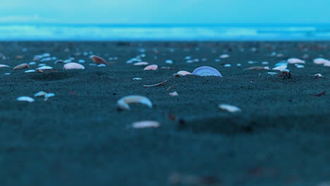 Low-shot-of-shells-on-Ohope-beach,-New-Zealand