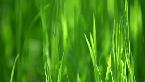 Close-up-grass-and-sunlight-abstract-background-spring-backlit
