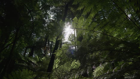 Lens-flare-behind-ferns-in-Redwood-forest,-Rotorua,-New-Zealand