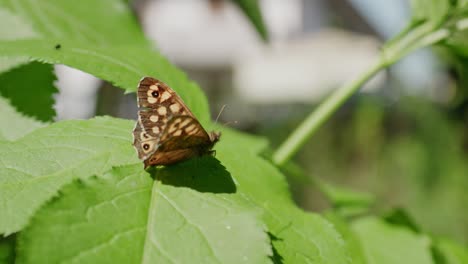 Closeup-Of-Speckled-Wood-Butterfly-On-Green-Leaf