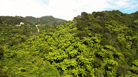 Fern-tree-valley,-the-symbol-of-New-Zealand,-aerial-drone-orbit-view
