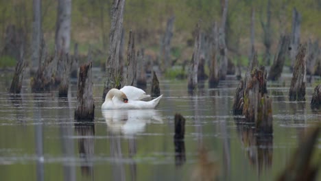 Male-swan-cleaning-wings-while-swimming-in-a-large-swamp,-with-broken-trees-in-the-background