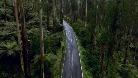 Slow-pan-up-at-the-Black-Spur-Drive-as-a-car-is-passing-by-in-Victoria,-Australia