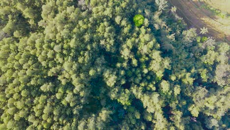 Overhead-view-of-pine-trees-in-the-forest