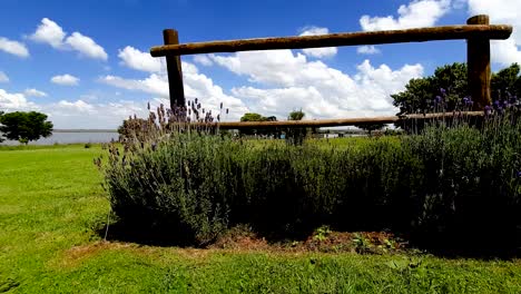 Motion-time-lapse-with-lavender-and-wood-fence-in-foreground-with-moving-clouds-in-background