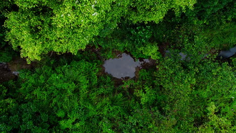 Bird's-eye-view-of-a-stream-in-the-forest,-Okitu,-Gisborne,-New-Zealand