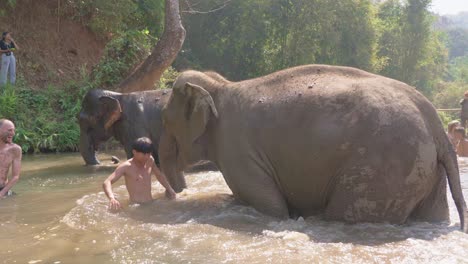 Zeitlupenaufnahme-Von-Mahout-Und-Freiwilligen,-Die-Mit-Elefanten-Im-Fluss-Spielen