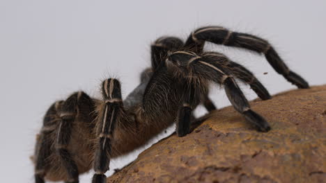 Salmon-Pink-Bird-eater-Tarantula-rack-focus-between-legs-and-body---isolated-on-white-background