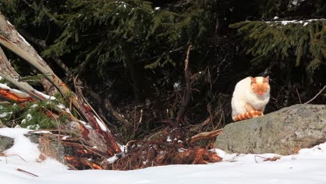 Weiß-orangefarbene-Katze,-Die-Draußen-Auf-Einen-Stein-Springt