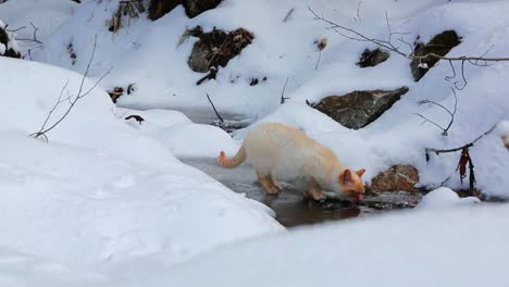Cat-walking-on-a-frozen-stream-and-drinking-water