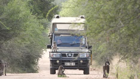 Touristen-Freuen-Sich,-Als-Affen-Im-Krüger-Nationalpark-Auf-Ein-Fahrzeug-Klettern