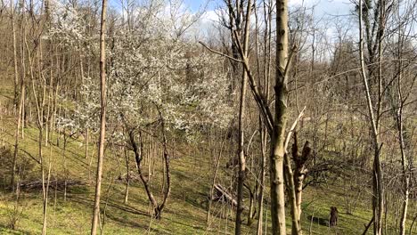Wind-Bewegt-Junge-Bäume,-Blätter-Und-Blüten,-Die-Im-Frühling-Im-Wald-In-Gilan-Blühen.-Hohe-Bäume,-Weiße-Blüten-Sprießen-Am-Morgen-In-Einem-Blauen-Himmel,-Klare-Wolken,-Sonnenschein,-Schatten-Von-Zweigen-Und-Laub-Im-Iran