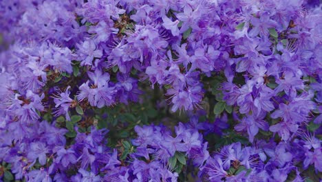 Close-up-shot-of-beautiful-purple-flowers-blooming-in-the-garden
