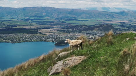 A-friendly-sheep-looks-out-over-the-picturesque-scenery-of-Wanaka,-New-Zealand