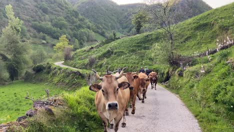 Rural-scene-of-a-farmer-leading-his-cows-through-the-green-mountain-valley-of-Asturias,-Spain