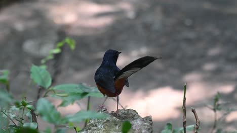 Seen-from-its-back-then-jumps-off-to-come-back-with-food-in-the-mouth,-White-rumped-Shama-Copsychus-malabaricus,-Thailand